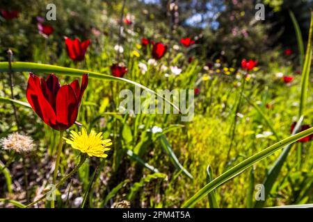 Ce n'est qu'en mars et avril, et seulement à Chypre, que ces tulipes (Tulipa cypria) fleurissent. Diorios, Chypre Banque D'Images