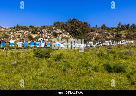 Un apiculteur s'occupe d'une longue rangée de ruches colorées sur une colline près de Kormakitis (Korucam) dans la République turque de Chypre du Nord (RTNC), entouré de prairies en fleurs au printemps. Chypre a une longue tradition d'apiculture et abrite sa propre sous-espèce endémique d'abeille, l'abeille de Chypre (Apis mellifera cypria). Le miel de l'île est particulièrement réputé pour son arôme de thym. Banque D'Images