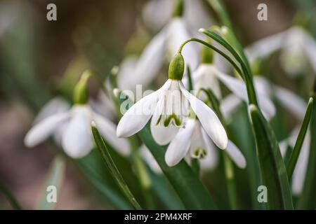 Boule de neige blanche commune - Galanthus nivalis - fleurs en forêt, détail en gros plan Banque D'Images