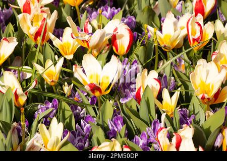 Prairie de jonquilles et de tulipes en Hollande Spring Banque D'Images