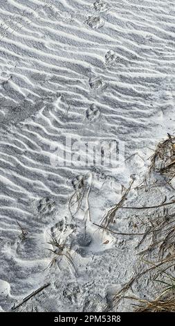 Reproductions de paw d'animaux faisant un motif dans le sable d'une plage en Floride. Banque D'Images