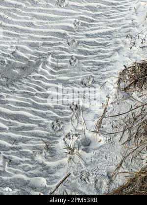 Reproductions de paw d'animaux faisant un motif dans le sable d'une plage en Floride. Banque D'Images