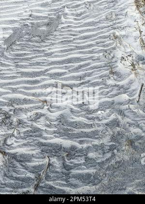 Reproductions de paw d'animaux faisant un motif dans le sable d'une plage en Floride. Banque D'Images