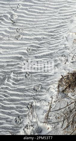 Reproductions de paw d'animaux faisant un motif dans le sable d'une plage en Floride. Banque D'Images