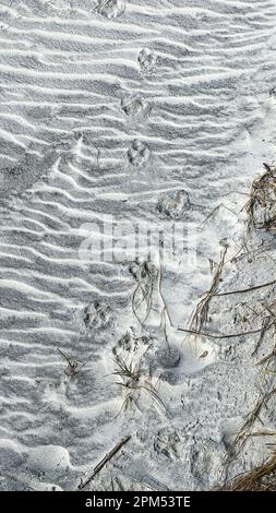 Reproductions de paw d'animaux faisant un motif dans le sable d'une plage en Floride. Banque D'Images