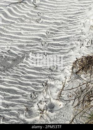 Reproductions de paw d'animaux faisant un motif dans le sable d'une plage en Floride. Banque D'Images