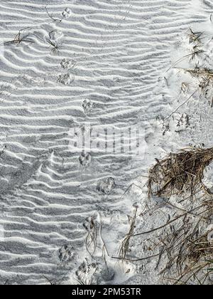 Reproductions de paw d'animaux faisant un motif dans le sable d'une plage en Floride. Banque D'Images