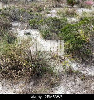 Une tortue gophée sur une plage dans un parc d'État de Floride. Banque D'Images