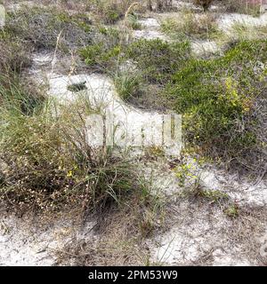 Une tortue gophée sur une plage dans un parc d'État de Floride. Banque D'Images