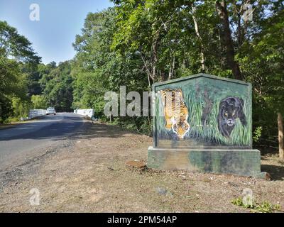Dandeli, Karnataka, Inde -18th mai 2019 : Un tigre, Panthera tigris, et une panthère noire, version à revêtement noir de léopard, Panthera pardus, ou jaguar, Banque D'Images