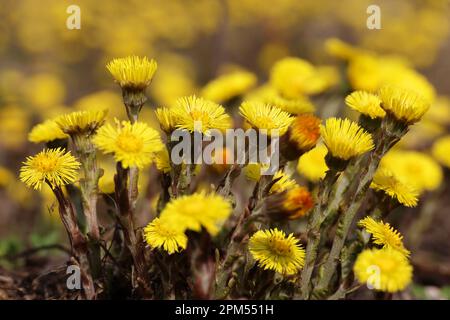 Fleur de pied-de-Coltsfoot dans la forêt printanière, accent sélectif sur les premières fleurs de la mère et de la belle-mère. Floraison de Tussilago farfara en avril Banque D'Images