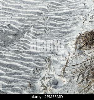 Reproductions de paw d'animaux faisant un motif dans le sable d'une plage en Floride. Banque D'Images