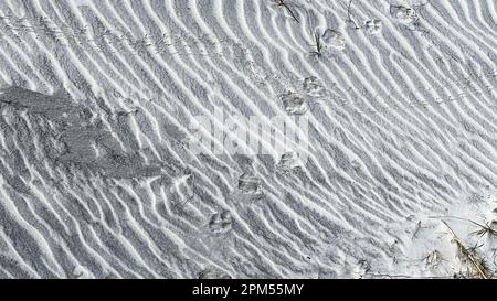 Reproductions de paw d'animaux faisant un motif dans le sable d'une plage en Floride. Banque D'Images