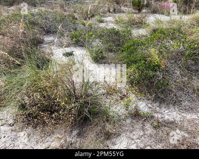 Une tortue gophée sur une plage dans un parc d'État de Floride. Banque D'Images