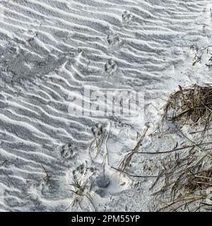 Reproductions de paw d'animaux faisant un motif dans le sable d'une plage en Floride. Banque D'Images