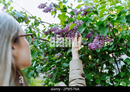 Une femme près d'un buisson lilas tient un bouquet de fleurs Banque D'Images