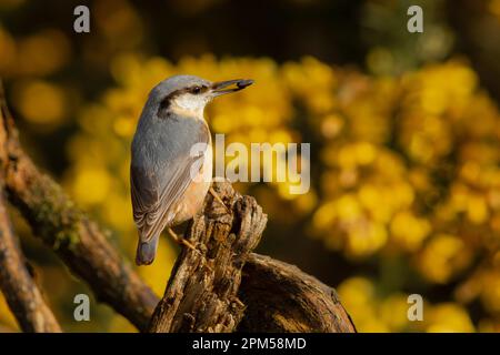 Un portrait en gros plan d'un nuthatch, sitta europaea, qui perce sur une branche épaisse. Il a une graine dans son bec et est placé contre un yello hors foyer Banque D'Images