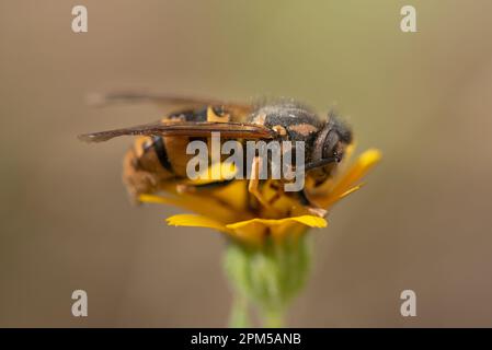 Gros plan d'une guêpe assise sur une fleur jaune. L'arrière-plan est clair. La guêpe est rayée jaune et noire. Banque D'Images