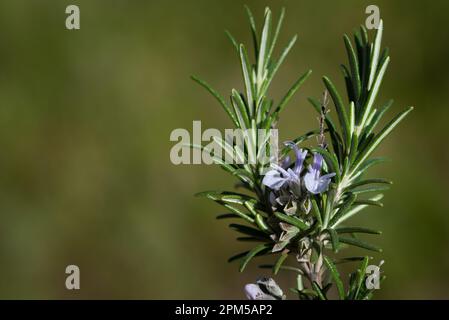 Gros plan d'une branche de romarin avec deux petites fleurs violettes en croissance. L'arrière-plan est vert. L'image est au format paysage avec de la place pour t Banque D'Images