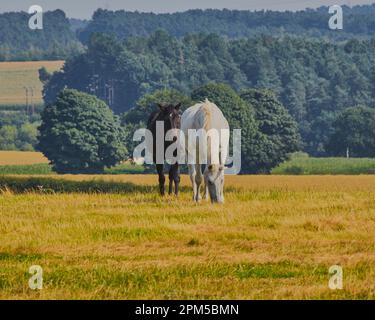 Paire de chevaux qui paissent dans un champ avec un bel arbre et le ciel en toile de fond. Banque D'Images