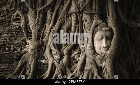 Bouddha se rend dans les racines des arbres banyan au temple Wat Mahathe dans le parc historique d'Ayutthaya, en Thaïlande. Banque D'Images