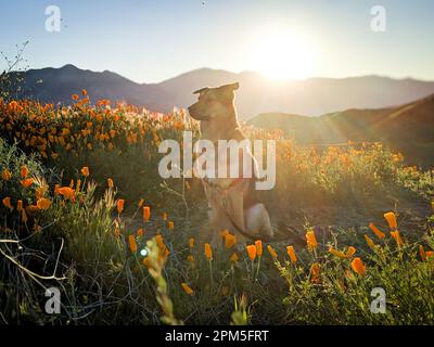 Chien dans des coquelicots pendant la superfloraison en Californie Banque D'Images