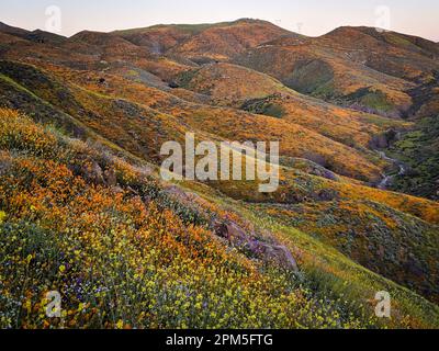 Superbloom à Walker Canyon, Californie Banque D'Images