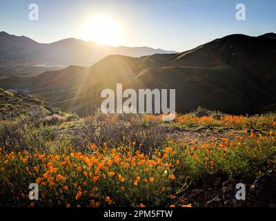 Coucher de soleil sur les coquelicots pendant la superfloraison en Californie Banque D'Images