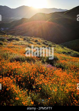 Coucher de soleil sur les coquelicots pendant la superfloraison en Californie Banque D'Images