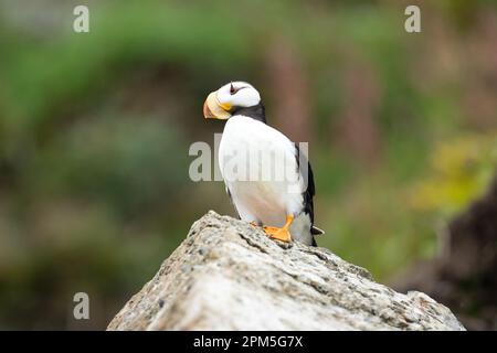 Puffin à cornes perçant sur un rocher Banque D'Images