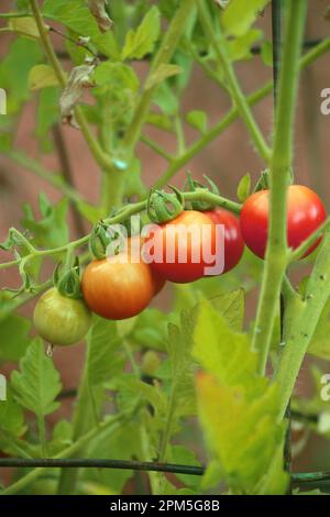 Groupe de tomates sur le Vine Banque D'Images