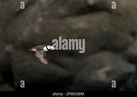 Le Puffin à cornes (Fratercula corniculata) passe devant Island Rocks Banque D'Images