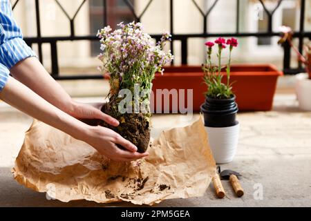 une femme tient des fleurs dans ses mains sur le balcon avant de planter dans des pots Banque D'Images