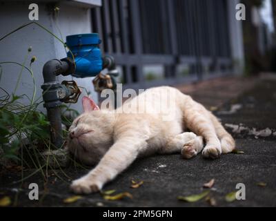 Un chat paresseux dans la rue. Concept bon temps jour Banque D'Images