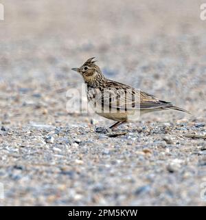 Un skylark au sol pour un bain de poussière Banque D'Images