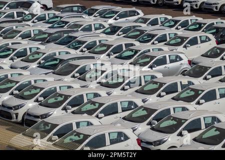 Eilat, israël - 25 novembre 2022: Grand angle de beaucoup de voitures modernes blanches identiques garées sur la route asphaltée dans l'usine industrielle pour la vente en Israël Banque D'Images