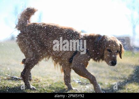 Un chien mouillé nageant dans la rivière Banque D'Images