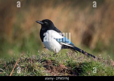 Magpie dans la longue herbe à la recherche de nourriture Banque D'Images