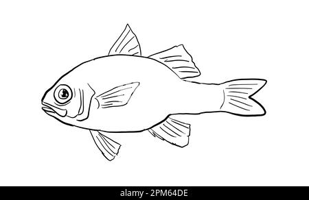 Dessin de style caricature d'un erythrinus d'Apogon ou cardinalfish de rubis hawaïen un poisson endémique à Hawaï et archipel hawaïen avec sur l'ba isolé Banque D'Images