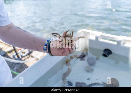 Trou de bois, Massachussetts: 11 juillet 2022: Crabe commun (Libinia emarginata) pendant la leçon scientifique. Banque D'Images