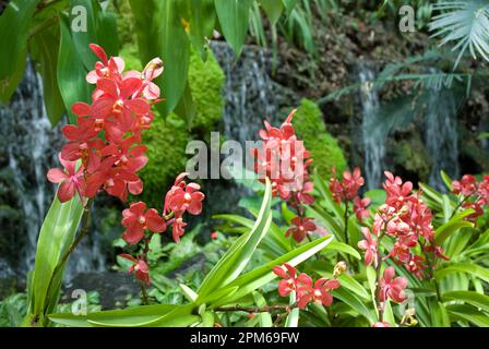 Orchidées rouges, famille Orchidacaea, avec chute d'eau en arrière-plan, jardin botanique de Singapour, Singapour Banque D'Images