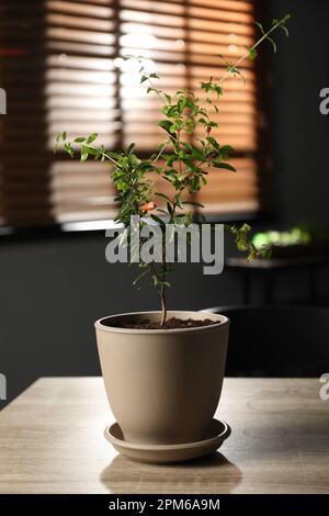 Plante de grenade en pot avec des feuilles vertes sur une table en bois dans la chambre Banque D'Images