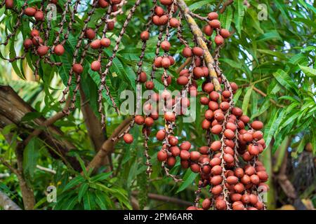 Le fruit Aguaje (Mauritia flexuosa) est largement cultivé dans le bassin de l'Amazone péruvienne Banque D'Images