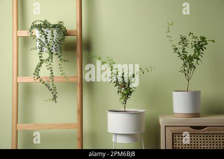 Plantes de grenade dans des pots près du mur vert clair Banque D'Images