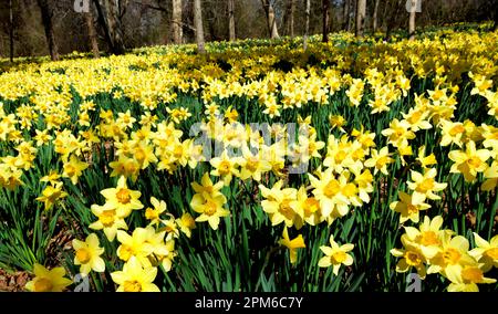 Un champ de jonquilles au champ de Parsons dans le sud de Dartmouth Ma USA photo par Bill belknap Banque D'Images