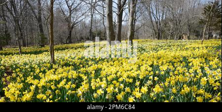 Un champ de jonquilles au champ de Parsons dans le sud de Dartmouth Ma USA photo par Bill belknap Banque D'Images