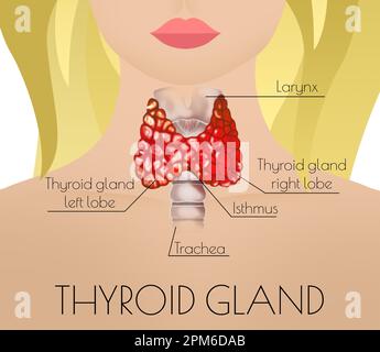 Illustration de la glande thyroïde humaine sur fond clair Banque D'Images