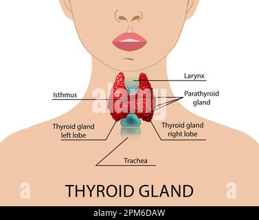 Illustration de la glande thyroïde humaine sur fond blanc Banque D'Images