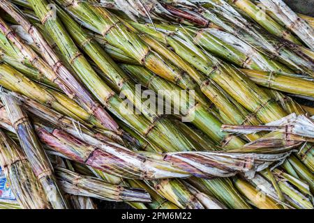 La canne à sucre (Saccharum officinarum) est une plante gourmande en eau cultivée largement dans le bassin de l'Amazone Banque D'Images