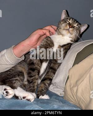 Happy Tabby chat se raye de son cou par un homme blanc couché dans un sweat-shirt et des kaki, avec des marques de chat-scratch sur son poignet. Animaux amusants. Banque D'Images